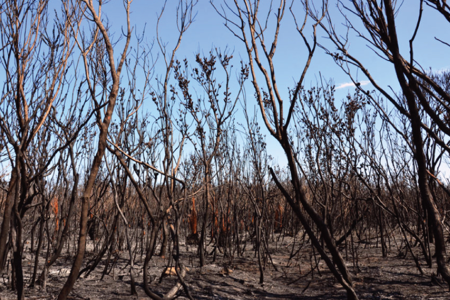 Bushfire NSW Insurance broker TJL Forster Taree NSW